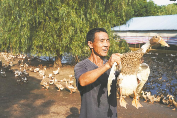 乡村3.png 乡村3.png