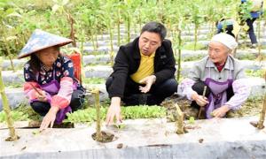 重庆石柱：千亩烤烟地套种蔬菜 助力产业振兴