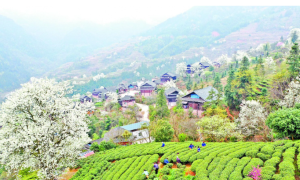 广西三江县：20万亩茶园 立起乡村振兴绿色支柱