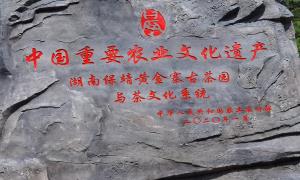 时尚新风标--保靖黄金茶