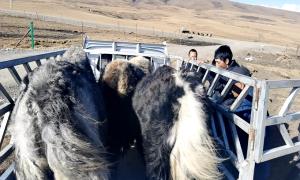 远赴牧区促执行 司法为民挂心头