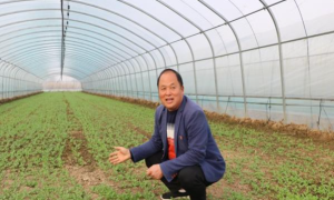 建起蔬菜大棚 “招来”豫东菜农