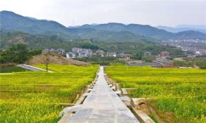 强村公司带领村庄走好“共富”路