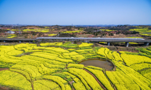 湖南耒阳50万亩冬种油菜 预计助农增收3亿元