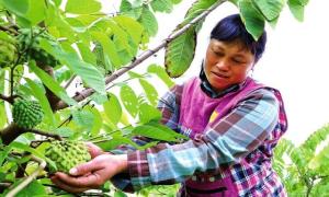 广西光和村：种好释迦果  拓宽致富路