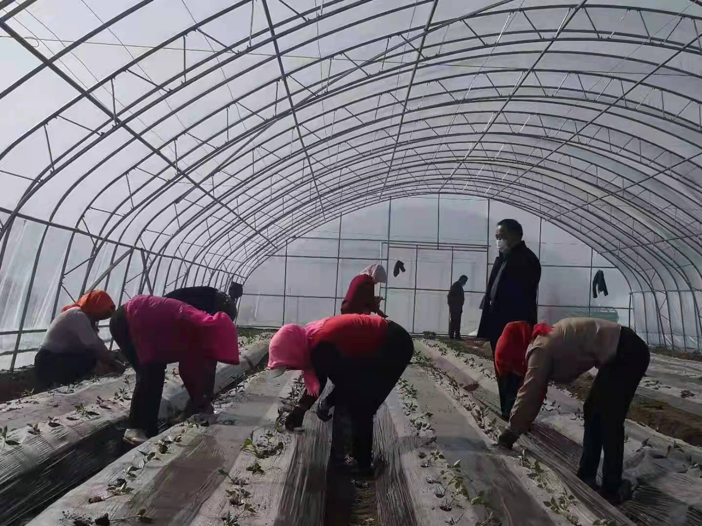 金积镇大庙桥村农户种植辣椒苗.jpg