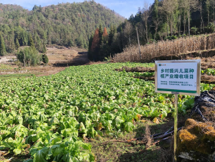 驻村工作队探索出来的“烟叶+儿菜”双循环烟农增收项目获得成功.png