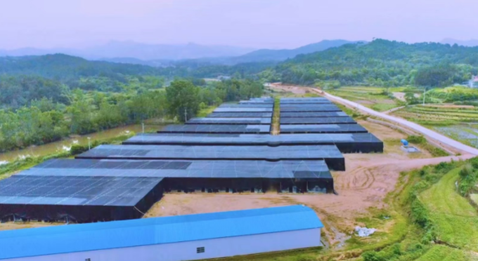 但店镇夏铺河村千亩香菇养殖基地.png