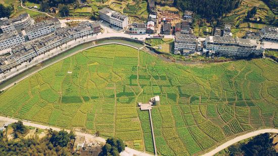 乡村1.jpg
