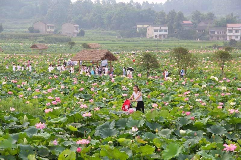 乡村1.jpg 乡村1.jpg