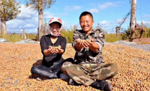 一颗小榛子 两种好滋味——长兴村既让荒山披绿装 又让农户增收入