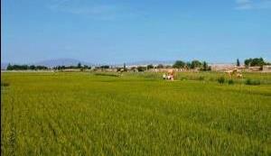 一地双收 稻米踏上“蟹跳板”