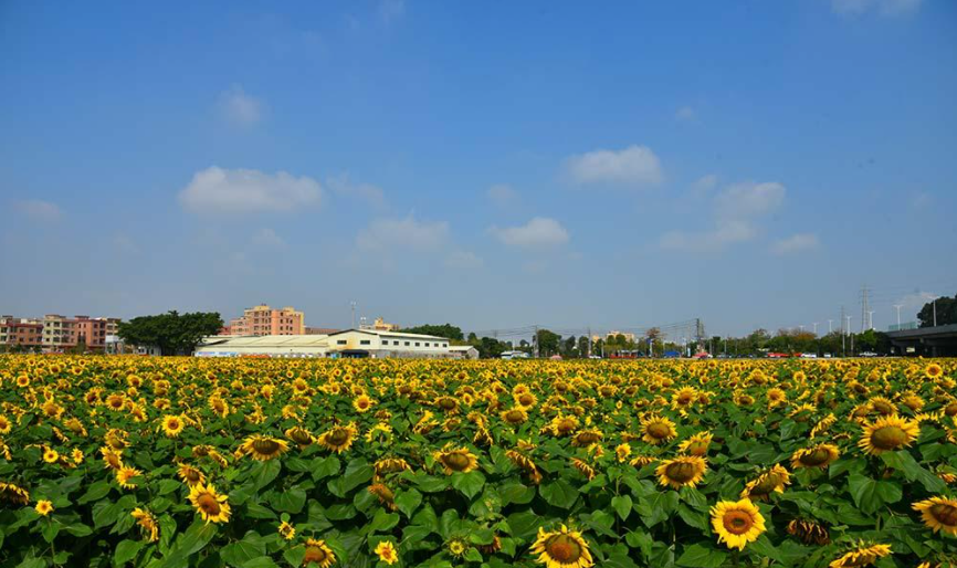 乡村2.png