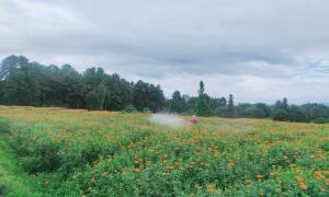 “护花”正当时 田间地头办实事