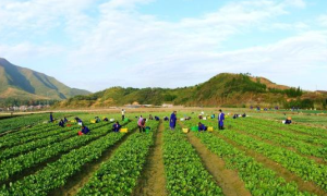 昔日“山旮旯” 今日“幸福村”