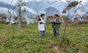 湖北龙凤镇多措并举培养青年干部