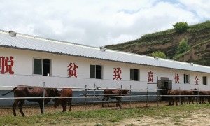 牛场改制“话”新路