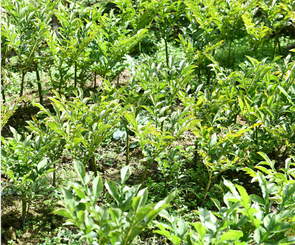 jianshi2.jpg jianshi2.jpg