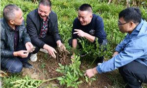 湖北建始新农人打造优质魔芋种芋“芯片”