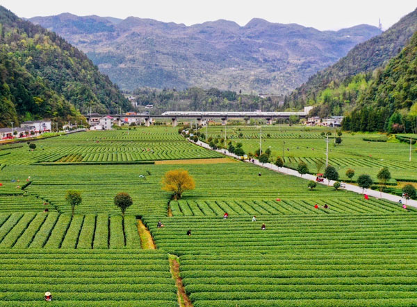 baiguo3.jpg
