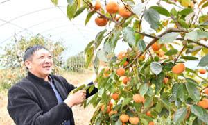 湖北建始：爱折腾的“甜柿王”