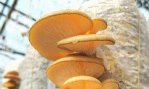 吉林十三道沟村挂袋冻蘑喜获丰收
