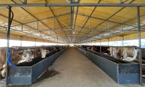 发展肉牛养殖产业 助力乡村振兴