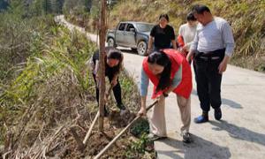 共绘大金坪乡村振兴秀美画卷