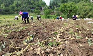 “三个一”工作法，开创鸡鸣坝村治理新气象