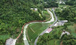 双河岭村：党建引领聚合力 茶业协会助发展