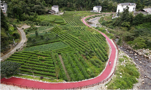 湖北恩施：打造中彩项目示范区 激活乡村振兴“一池春水”