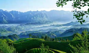 湖北走马镇：茶旅融合 茶香更浓