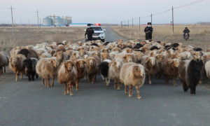 塔城南湖边境派出所全力做好牧民转场期交通维护