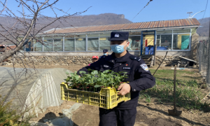 警民联手开启西瓜种植“竞速赛”