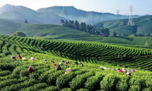 浙江安吉捐赠茶树进入丰产期 惠及3省5县6600多人