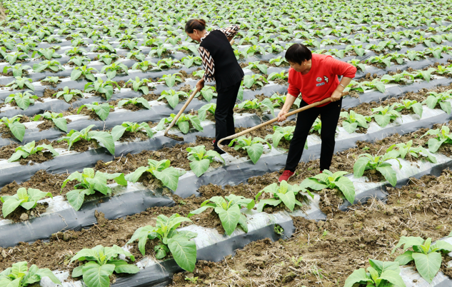 村民在田间管理烟叶。（通讯员  谭华 摄）.png