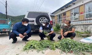 红光边境派出所成功铲除罂粟320株
