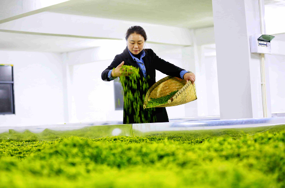七朵“茶花” 齐绽贡乡——利川忠路七位女茶人的茶故事