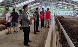 找准“药方”发展养牛业 帮扶脱贫户增收致富
