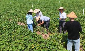 六鳌甘薯助推富民强村