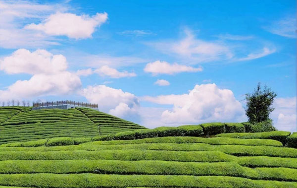 yanghe7.jpg