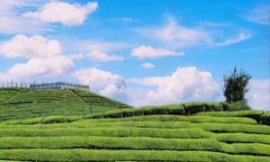 共同缔造聚合力 打造“内外兼修”的美丽乡村