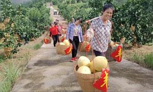 广西道家村：以乡村善治助推乡村振兴