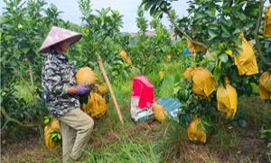 “柚”是一年采摘时 “三红”丰收迎佳节