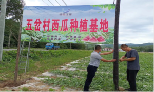 吉林白山江源：五岔村种上致富西瓜