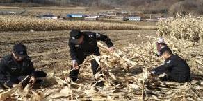 “田间警务”守护金秋硕果
