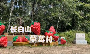 露水河镇：发展草莓产业 助力乡村振兴