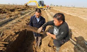 贾庄乡：黄土地里刨出致富“金钥匙”