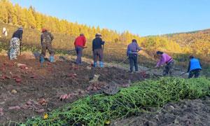 青沟子村:红薯大丰收 “甜”地忙收获