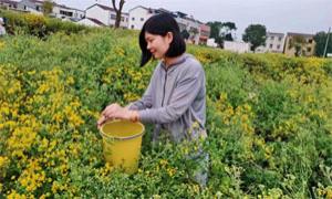 红安县城关镇：菊花特色产业促农增收
